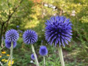 ヒゴタイの花の写真