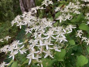 センニンソウの花の写真