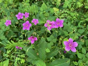 アサマフウロの花の写真