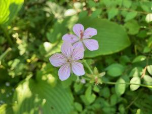タチフウロの花の写真
