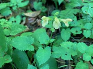 キバナアキギリの花の写真