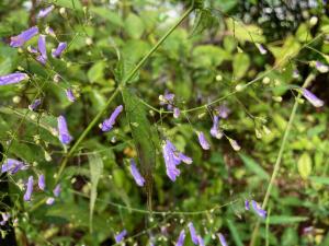 セキヤノアキチョウジの花の写真