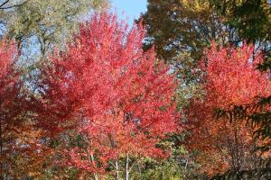 ハナノキの紅葉の写真