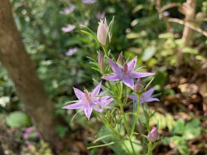 ムラサキセンブリの花の写真