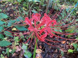 ヒガンバナの花の写真