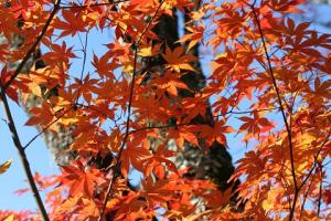オオモミジの紅葉の写真