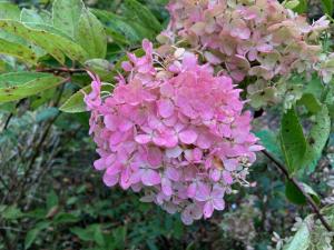 ミナヅキの花の写真