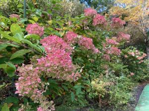 ミナヅキの花の写真