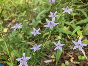 ムラサキセンブリの花の写真
