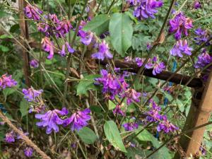 ヨツバハギの花の写真