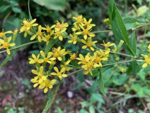 アキノキリンソウの花の写真