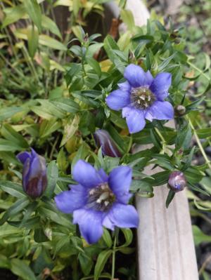 リンドウの花
