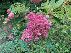 ミナヅキの花の写真