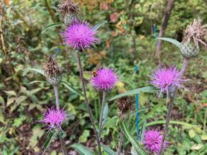 ノハラアザミの花の写真