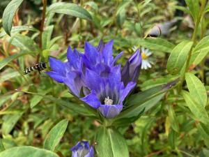 リンドウの花の写真