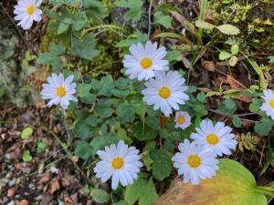 リュウノウギクの花の写真