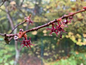 マルバノキの花の写真
