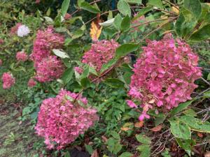 ミナヅキの花の写真