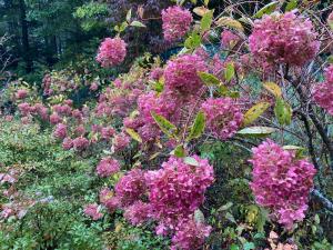 ミナヅキの花の写真
