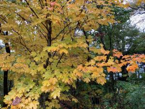 サトウカエデの黄葉の写真