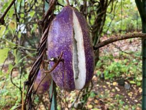 ミツバアケビの果実の写真