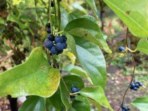 アオツヅラフジの果実の写真