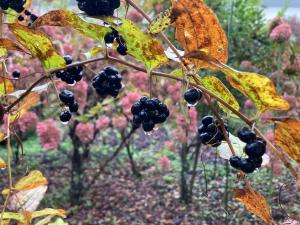 シオデの果実の写真