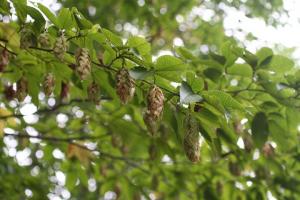 クマシデの果実の写真