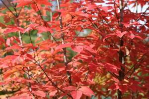 メグスリノキの紅葉の写真