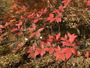 メグスリノキの紅葉の写真