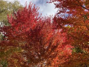 ハナノキの紅葉の写真