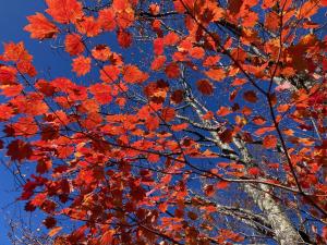 ハウチワカエデの紅葉の写真