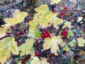 ヤブサンザシの果実の写真