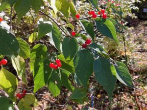 ハナヒョウタンボクの果実の写真