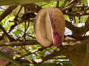 ミツバアケビの果実の写真