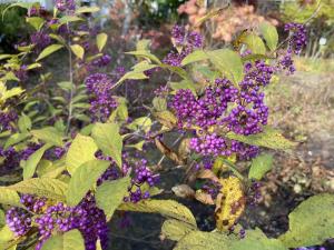 ムラサキシキブの果実の写真