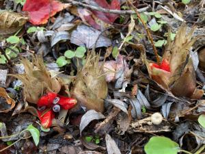 ミョウガの果実の写真