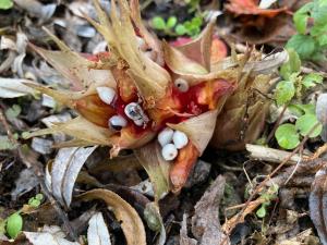 ミョウガの果実の写真