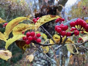 アオハダの果実の写真