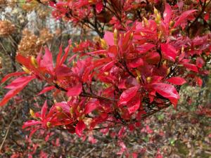 ドウダンツツジの紅葉の写真