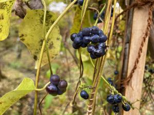 アオツヅラフジの果実の写真