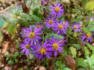 コンギクの花の写真