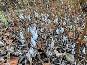 シモバシラの霜柱現象の写真