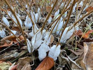 シモバシラの霜柱現象 近影