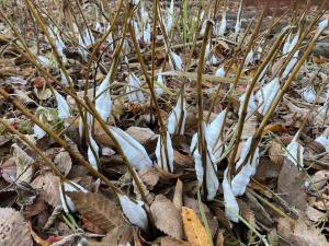 シモバシラの霜柱現象