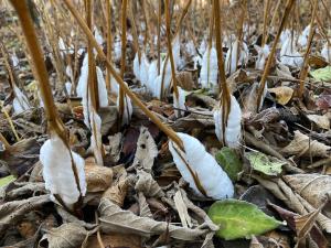 シモバシラの霜柱現象 近影