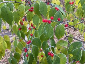 ハナヒョウタンボク ウスリー産 の果実の写真