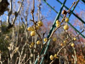 キミノウメモドキの果実の写真