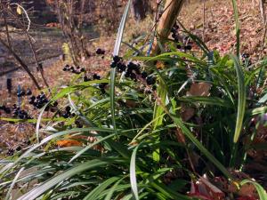 ヤブランの種子の写真