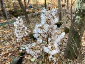 モミジガサの果実の写真